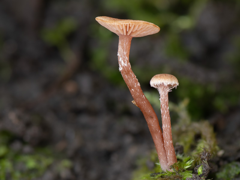 Tubaria conspersa